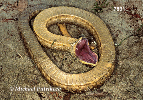 Eastern Hognose Snake (Heterodon platirhinos)